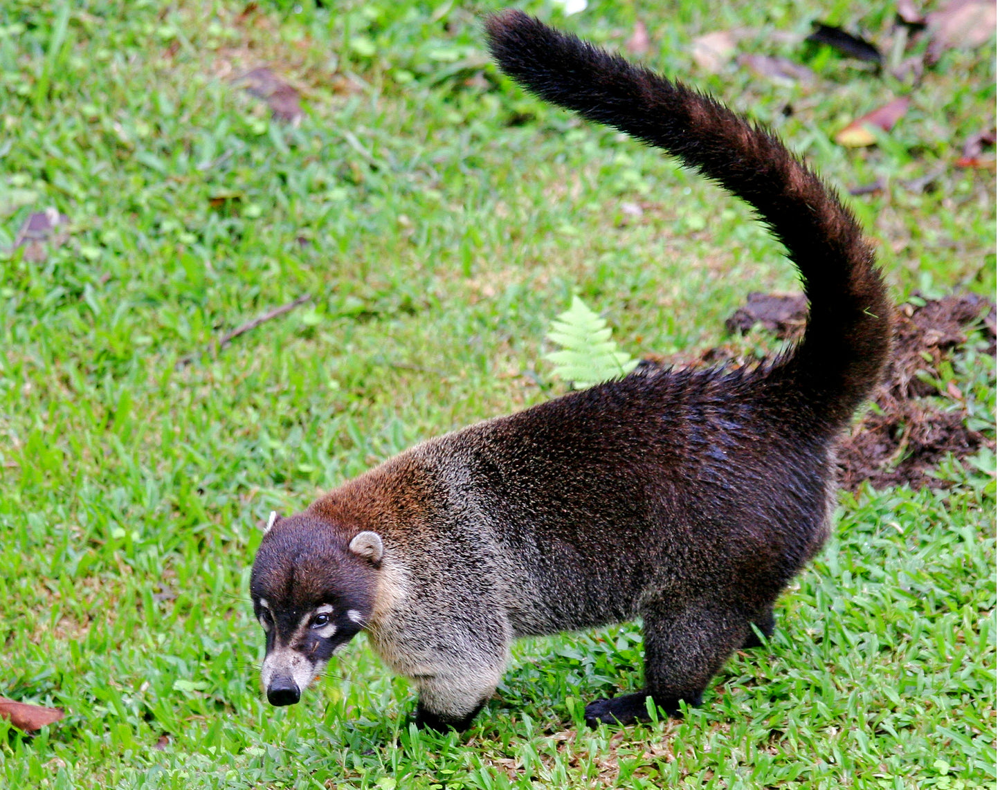 White Nosed Coati Glossy Poster Picture Photo Banner Print Booma Prints