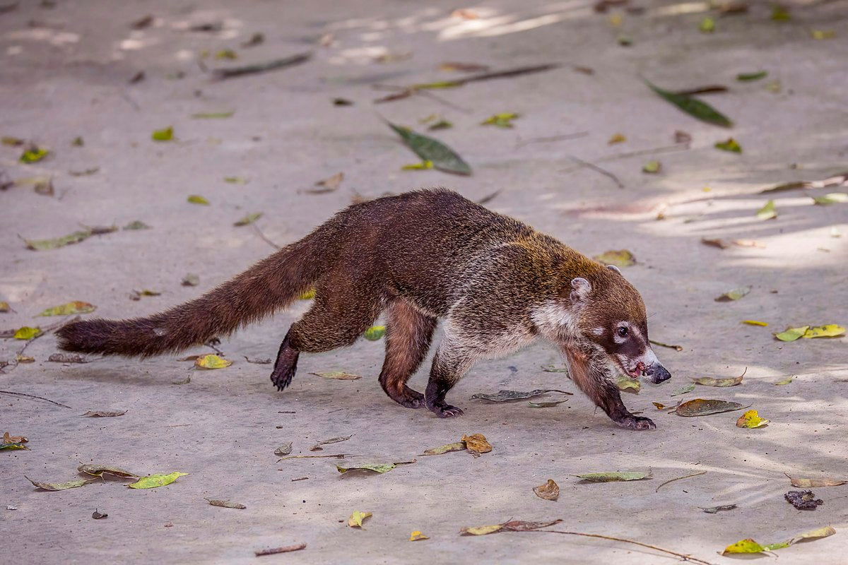 White Nosed Coati Glossy Poster Picture Photo Banner Print Nasua Narica Booma Prints