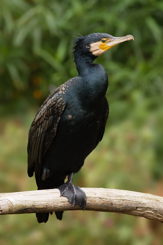 Great Commorant Bird Glossy Poster Picture Photo Banner Print Booma Prints