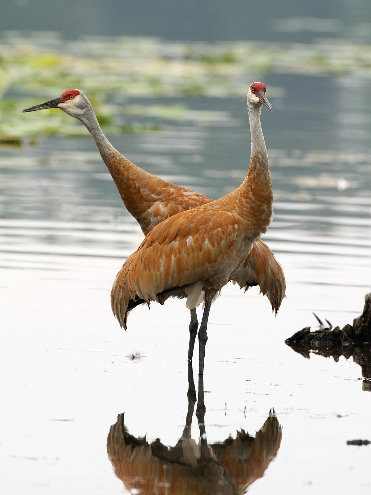 Sandhill Cranes Bird Glossy Poster Picture Photo Banner Print Booma Prints