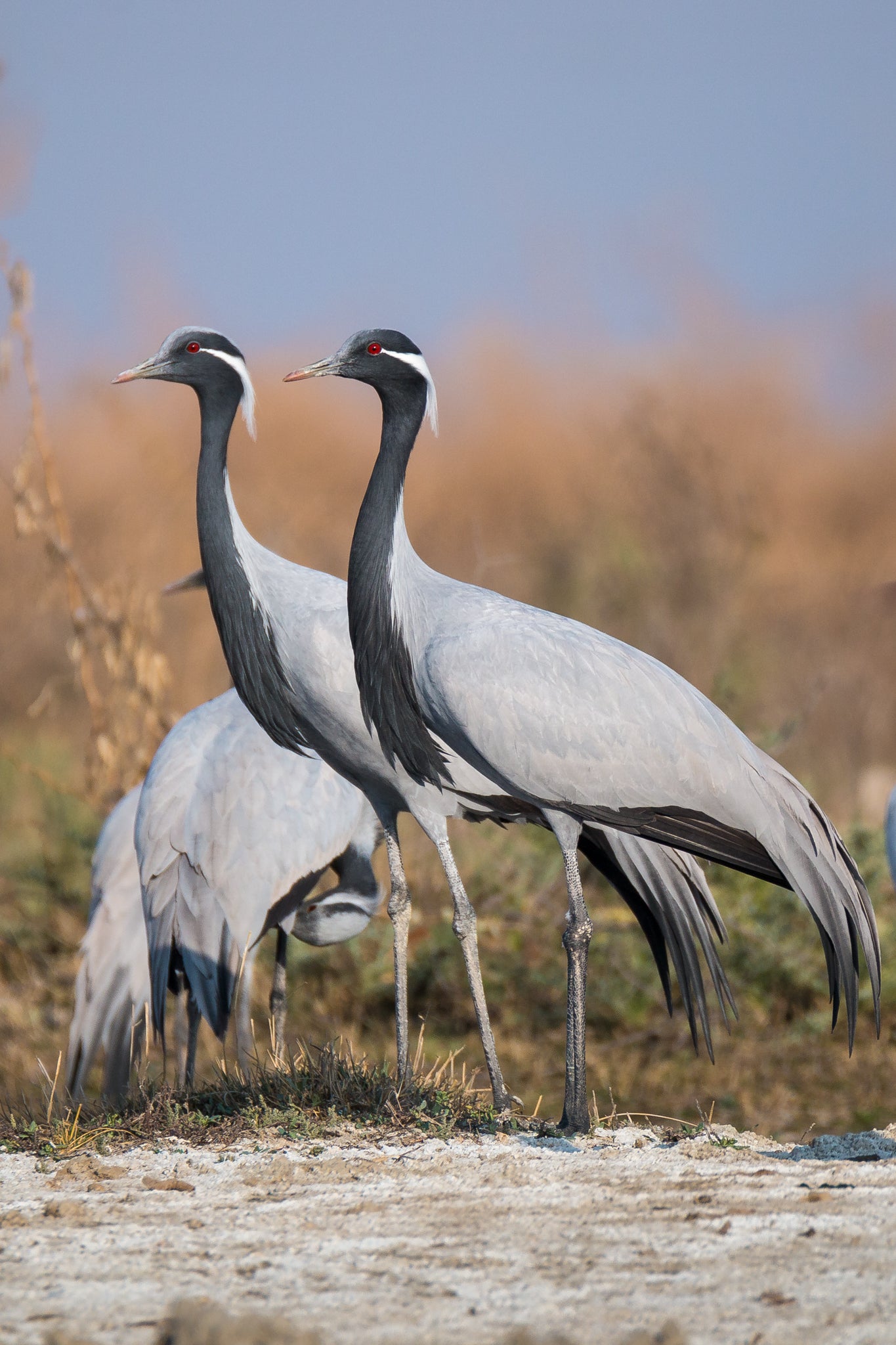 Demoiselle Cranes Bird Glossy Poster Picture Photo Banner Print Crane Booma Prints