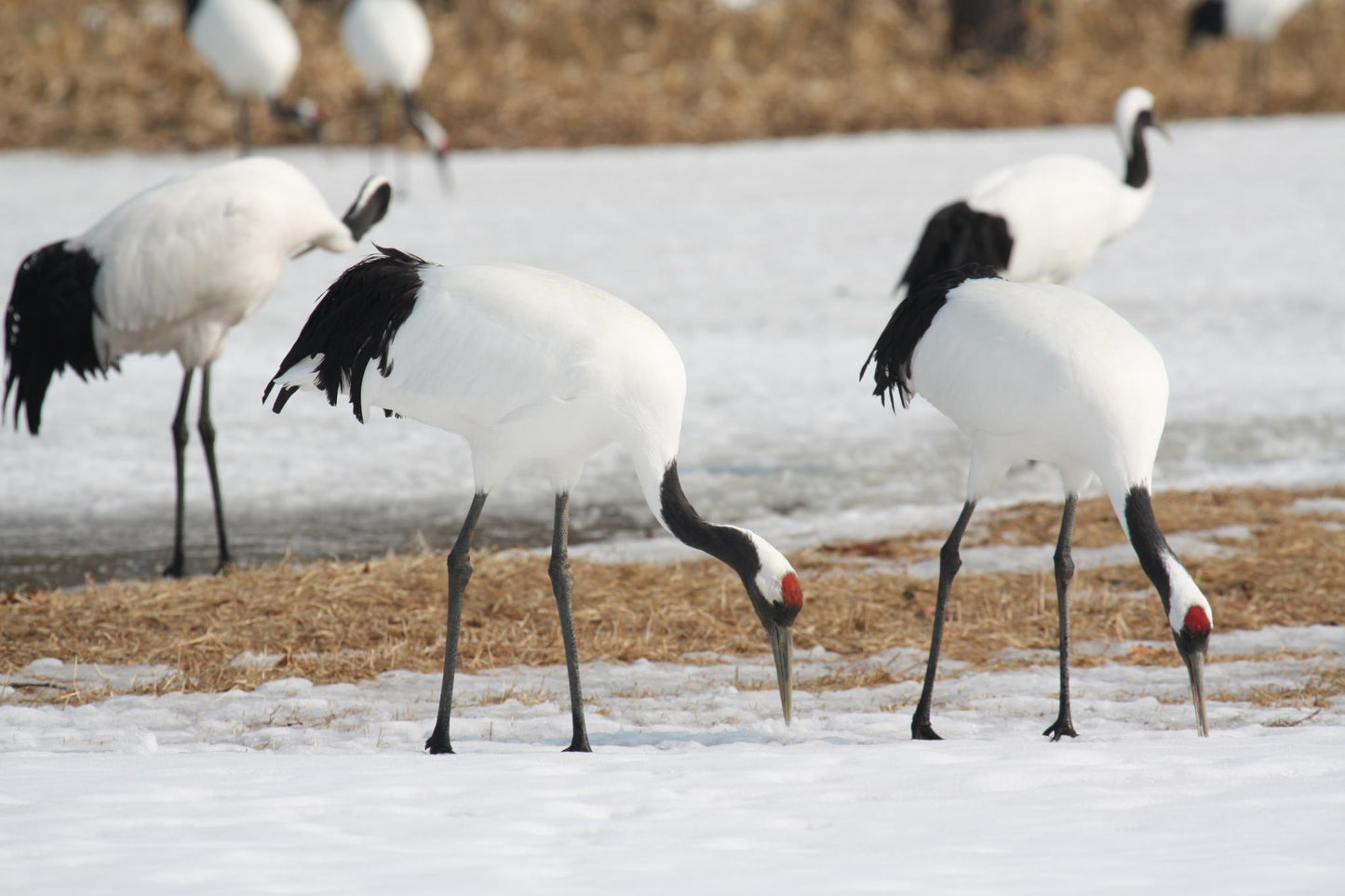Red Crowned Cranes Bird Glossy Poster Picture Photo Banner Print Crane Booma Prints