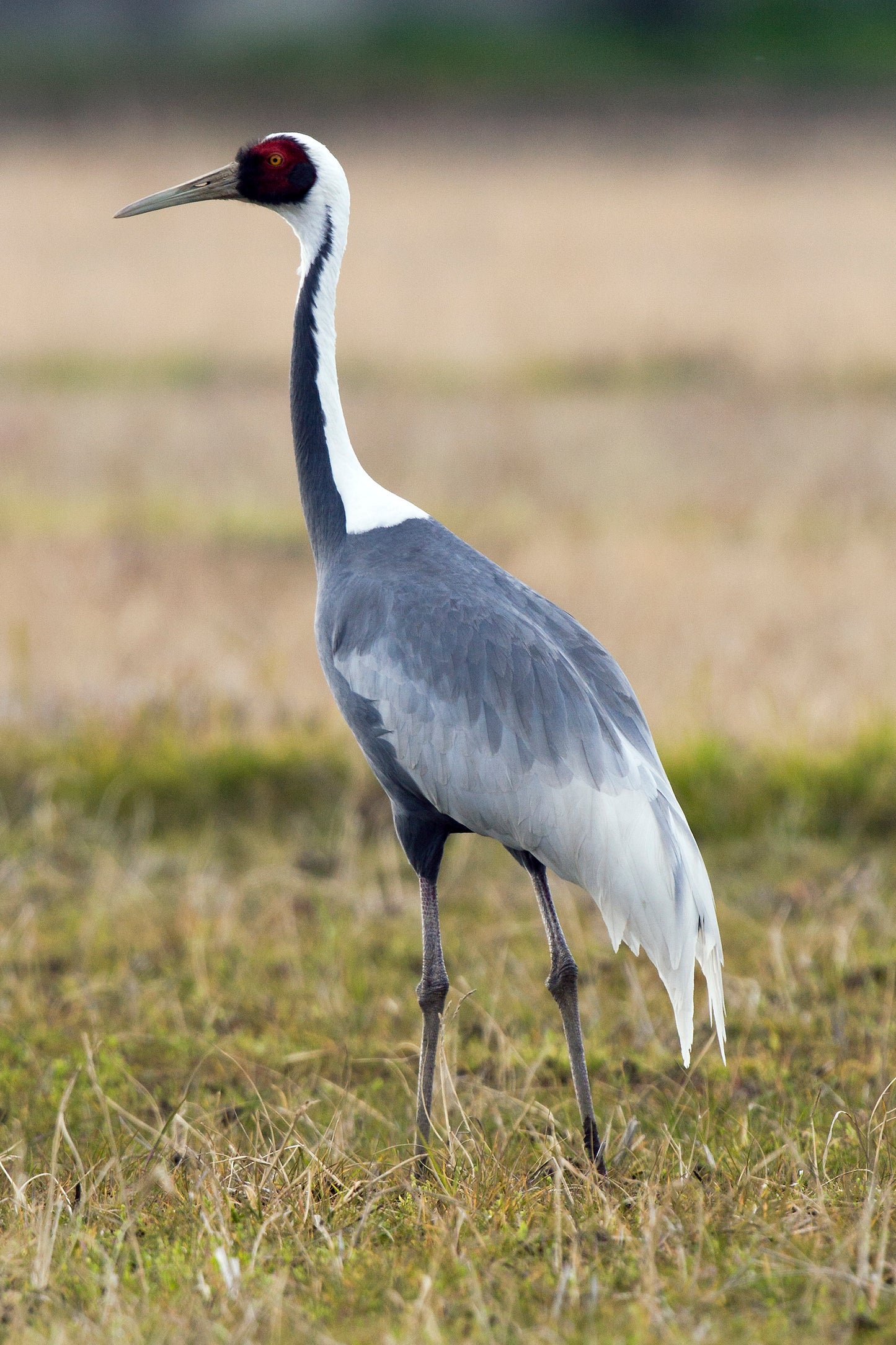 White Naped Crane Bird Glossy Poster Picture Photo Banner Print Booma Prints