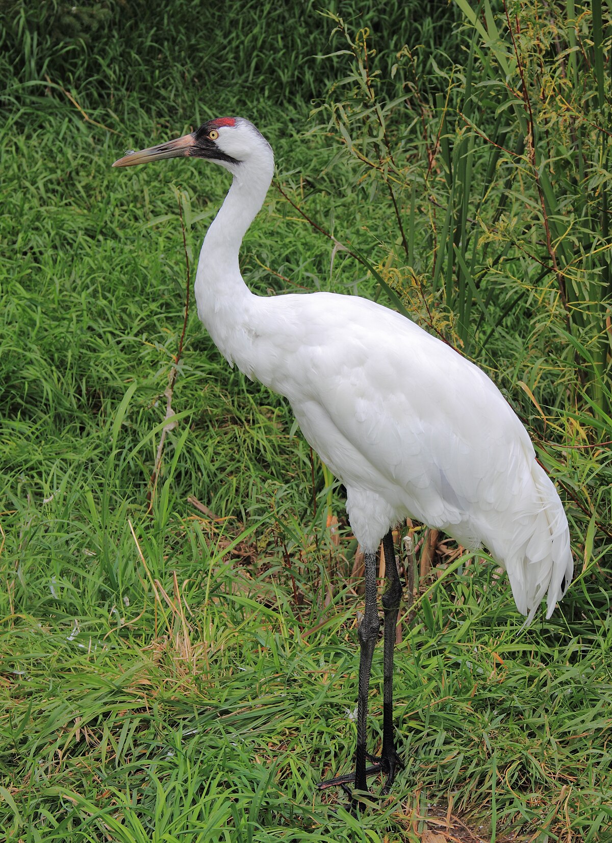Whooping Crane Bird Glossy Poster Picture Photo Banner Print Booma Prints