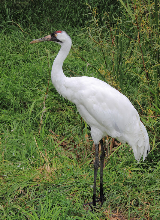 Whooping Crane Bird Glossy Poster Picture Photo Banner Print Booma Prints