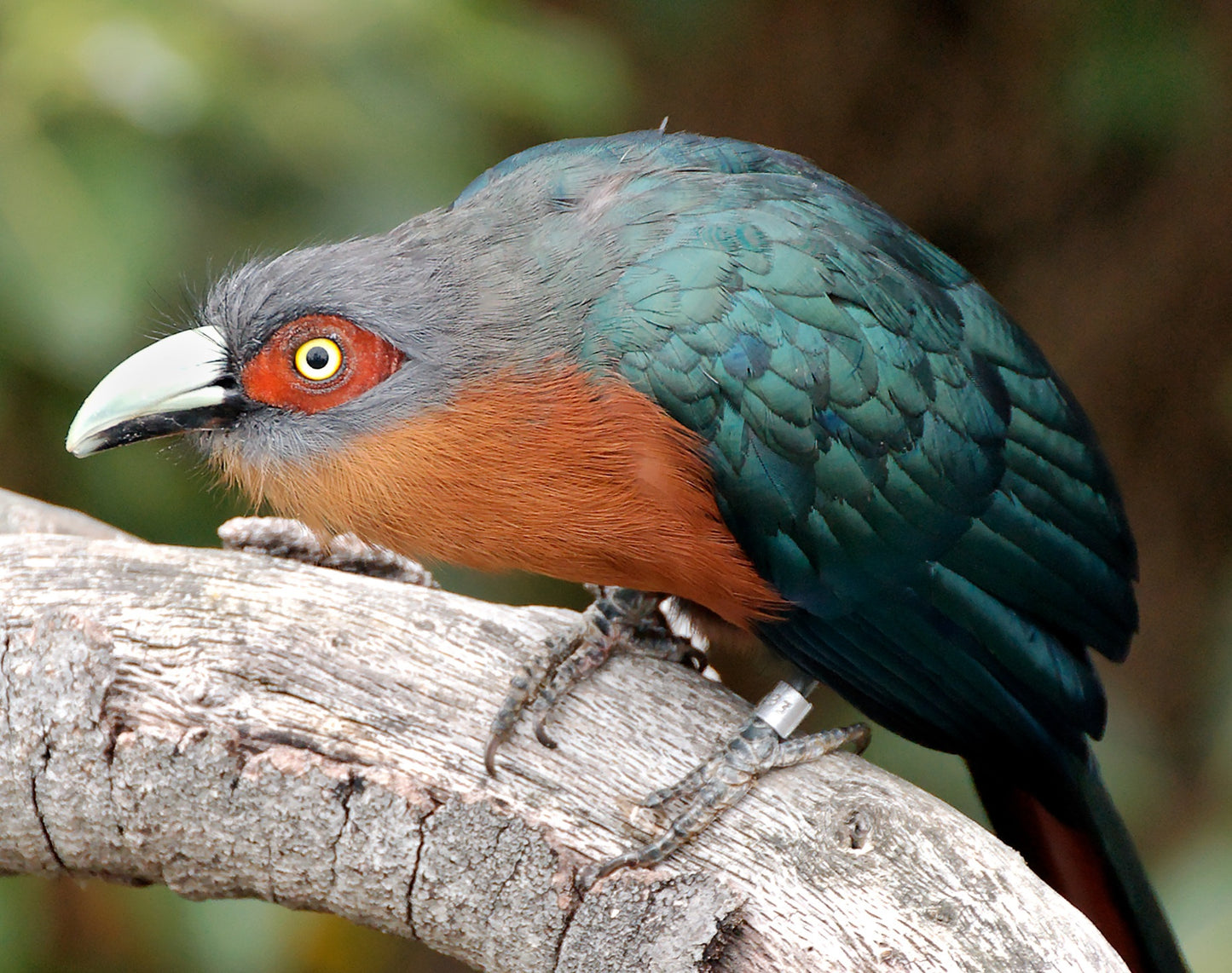 Chestnut Breasted Cuckoo Bird Glossy Poster Picture Photo Banner Print Booma Prints