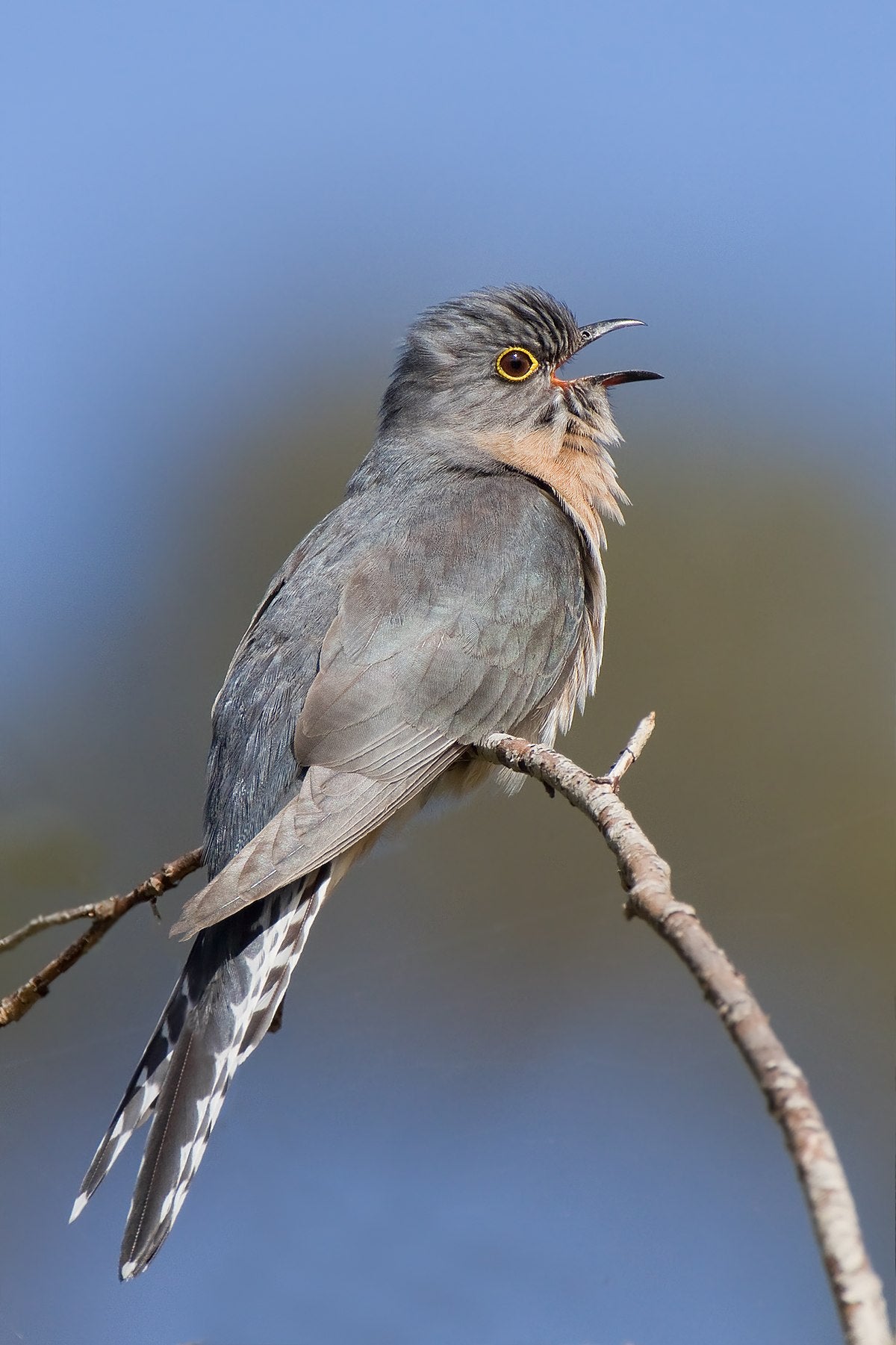Cuckoo Bird Glossy Poster Picture Photo Banner Print Gray Booma Prints