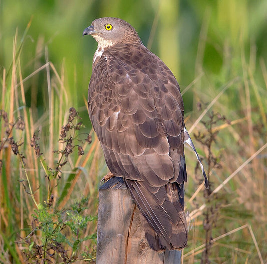 European Honey Buzzard Bird Glossy Poster Picture Photo Banner Print Booma Prints