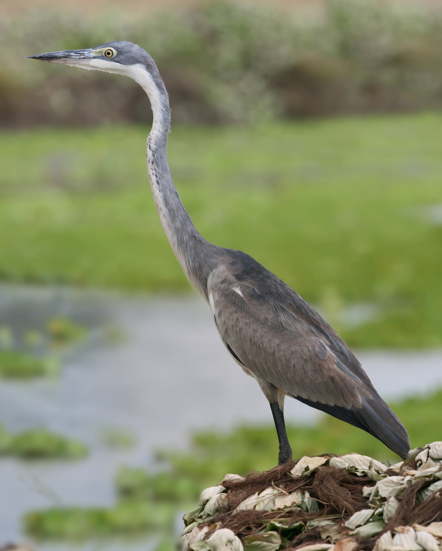 Black Headed Heron Bird Glossy Poster Picture Photo Banner Print Booma Prints