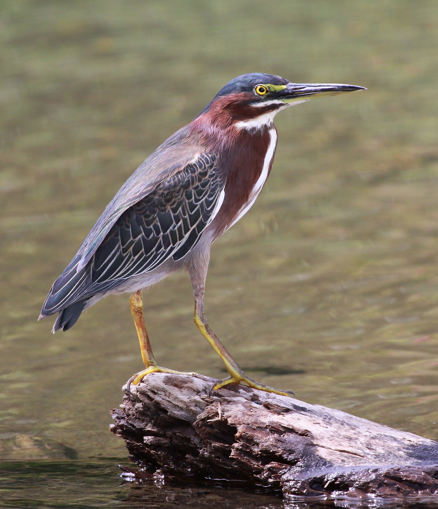 Green Heron Bird Glossy Poster Picture Photo Banner Print Booma Prints
