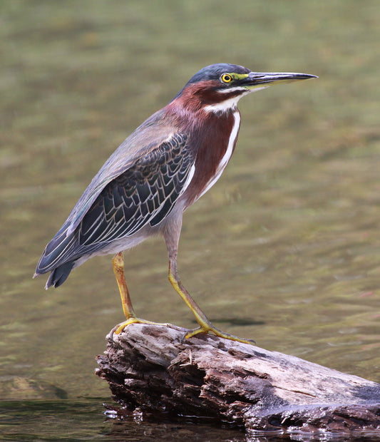 Green Heron Bird Glossy Poster Picture Photo Banner Print Booma Prints
