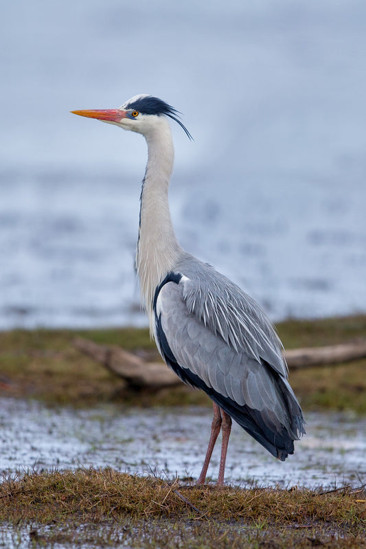 Grey Heron Bird Glossy Poster Picture Photo Banner Print Gray Booma Prints