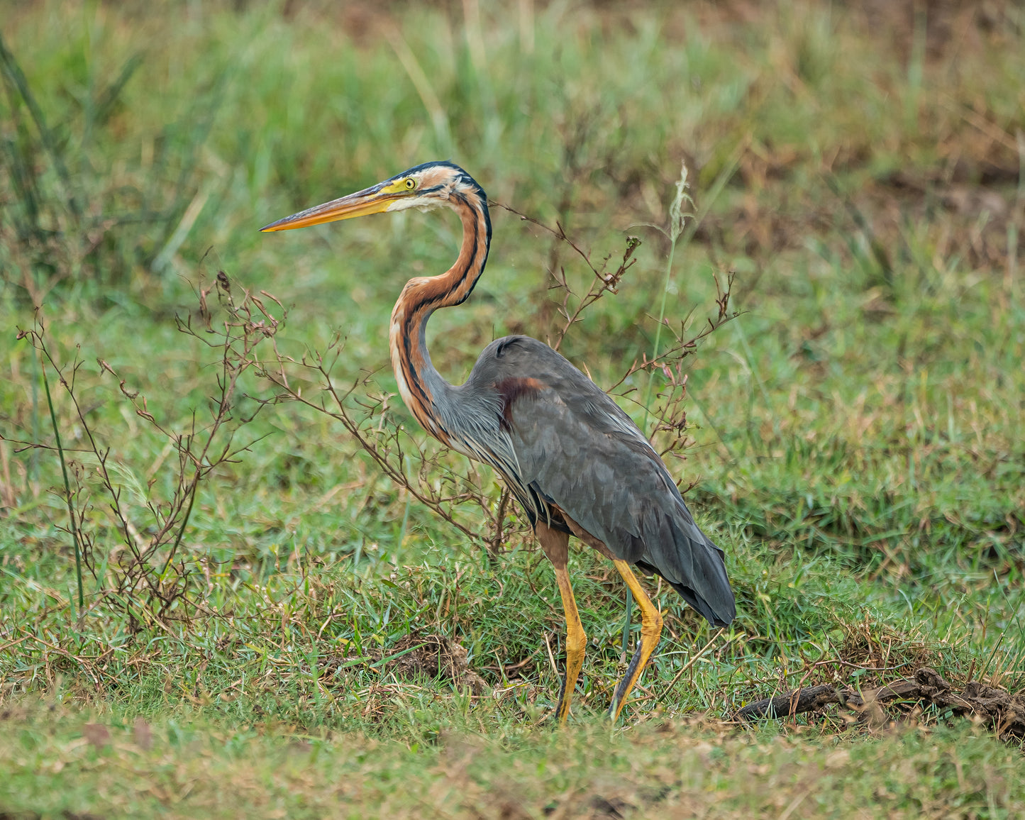 Purple Heron Bird Glossy Poster Picture Photo Banner Print Booma Prints
