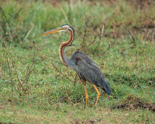 Purple Heron Bird Glossy Poster Picture Photo Banner Print Booma Prints