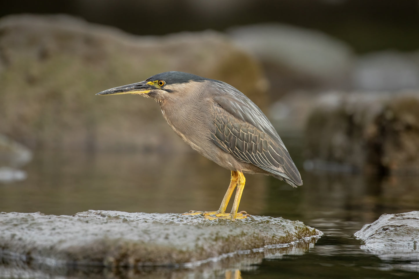 Striated Heron Bird Glossy Poster Picture Photo Banner Print Booma Prints