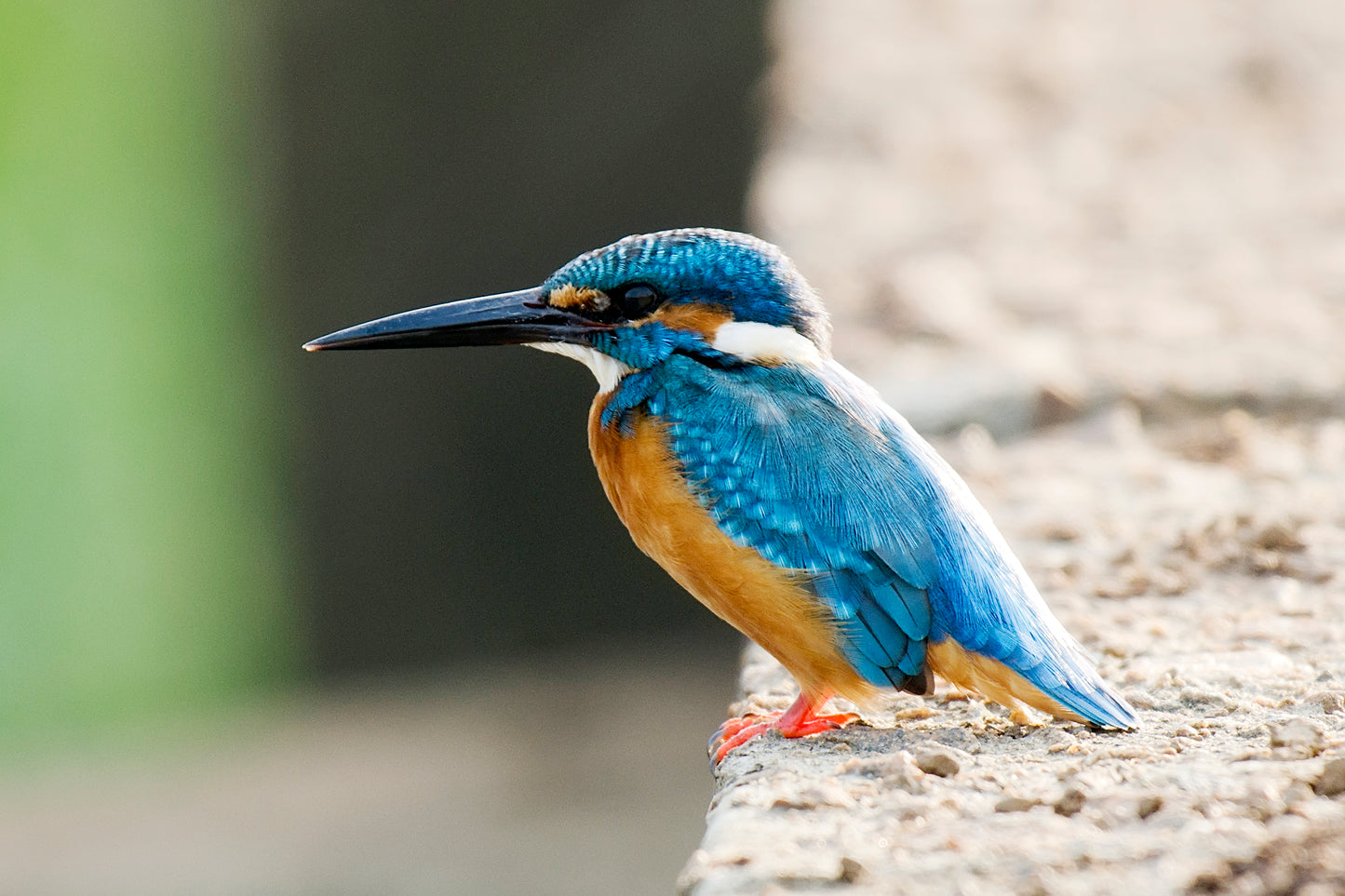 Kingfisher Bird Glossy Poster Picture Photo Banner Print Booma Prints