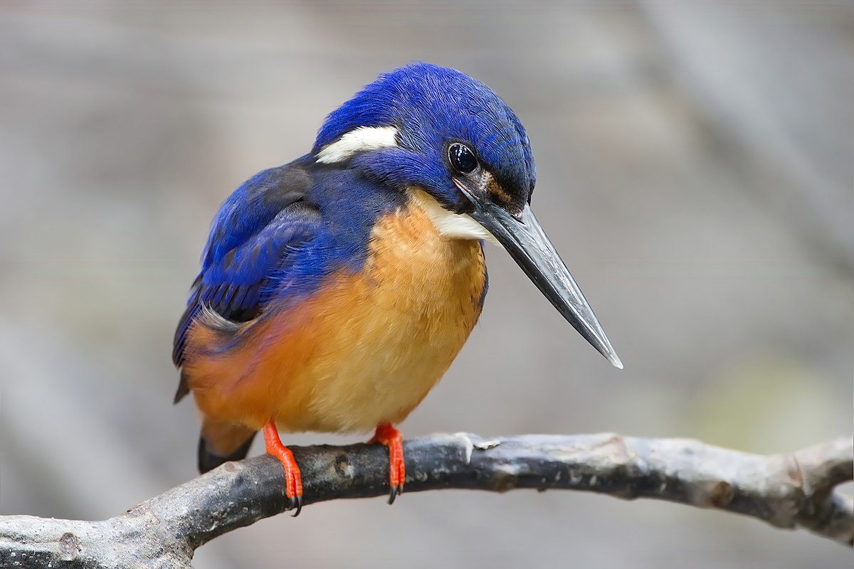 Kingfisher Bird Glossy Poster Picture Photo Banner Print Tropical Booma Prints