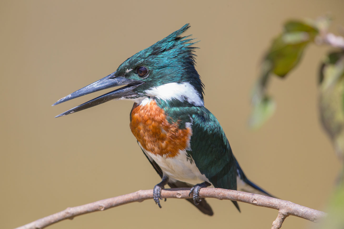 Amazon Kingfisher Bird Glossy Poster Picture Photo Banner Print Booma Prints