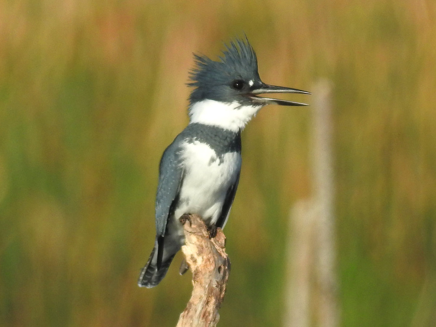 Belted Kingfisher Male Bird Glossy Poster Picture Photo Banner Print Booma Prints