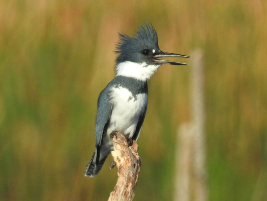 Belted Kingfisher Male Bird Glossy Poster Picture Photo Banner Print Booma Prints