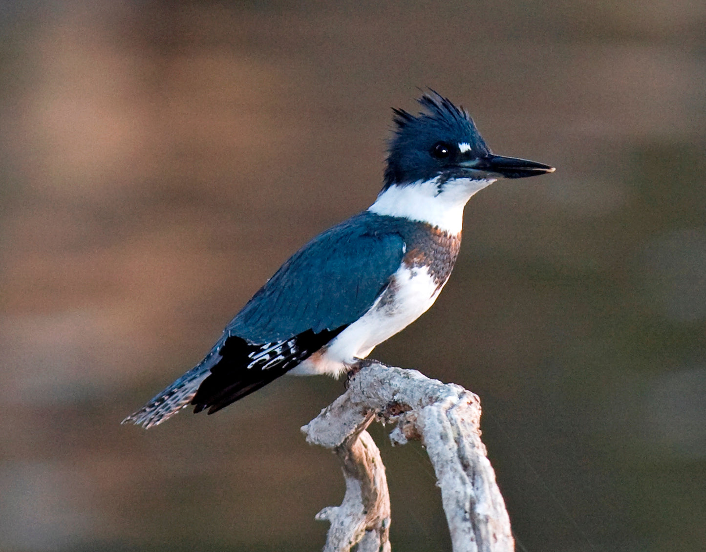 Belted Kingfisher Bird Glossy Poster Picture Photo Banner Print Booma Prints