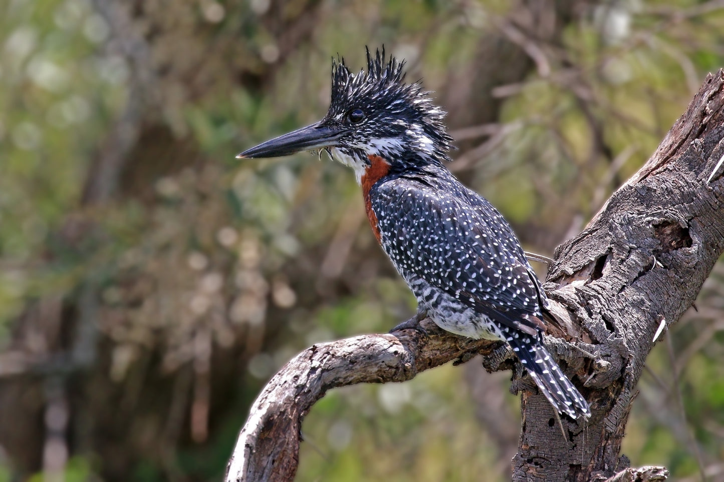 Giant Kingfisher Bird Glossy Poster Picture Photo Banner Print Booma Prints