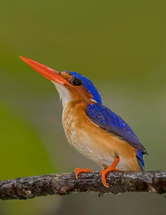 Malachite Kingfisher Bird Glossy Poster Picture Photo Banner Print Booma Prints