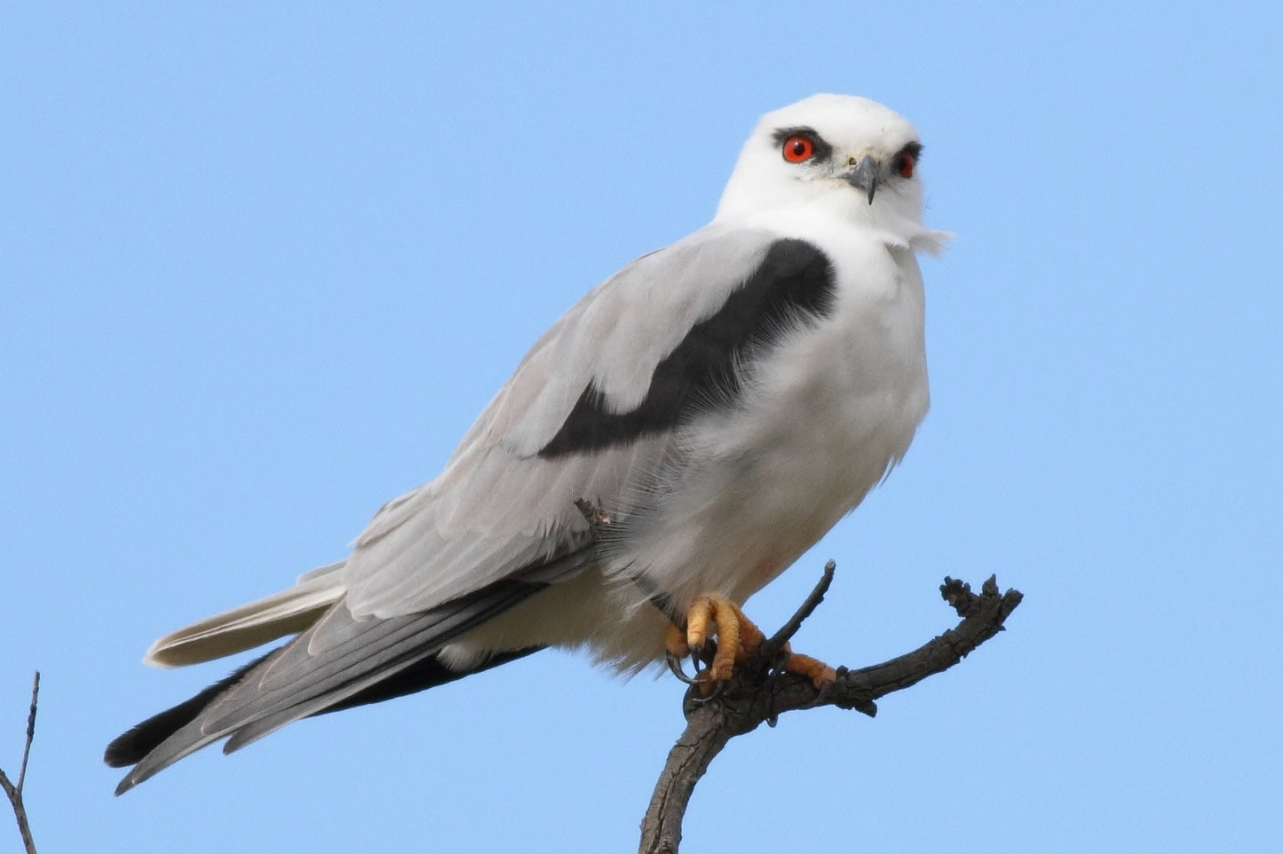 Black Shouldered Kite Bird Glossy Poster Picture Photo Banner Print Booma Prints