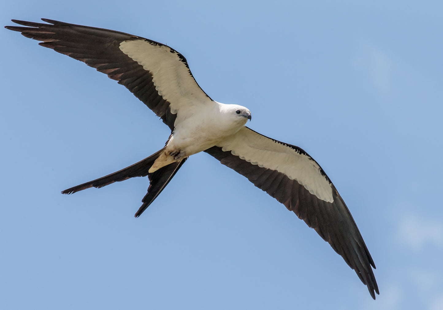 Swallow Tailed Kite Bird Glossy Poster Picture Photo Banner Print Booma Prints