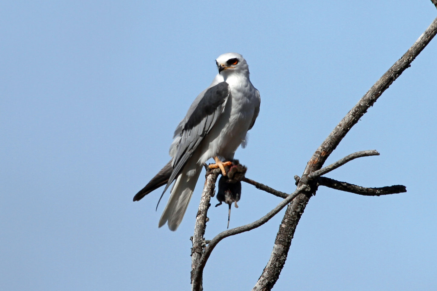 White Tailed Kite Glossy Poster Picture Photo Banner Print Booma Prints