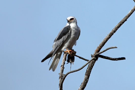 White Tailed Kite Glossy Poster Picture Photo Banner Print Booma Prints