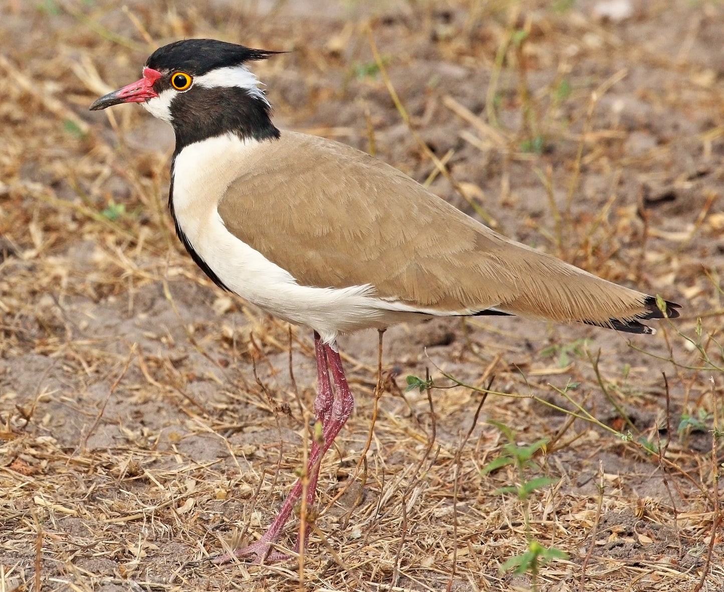 Black Headed Lapwing Bird Glossy Poster Picture Photo Banner Print Booma Prints