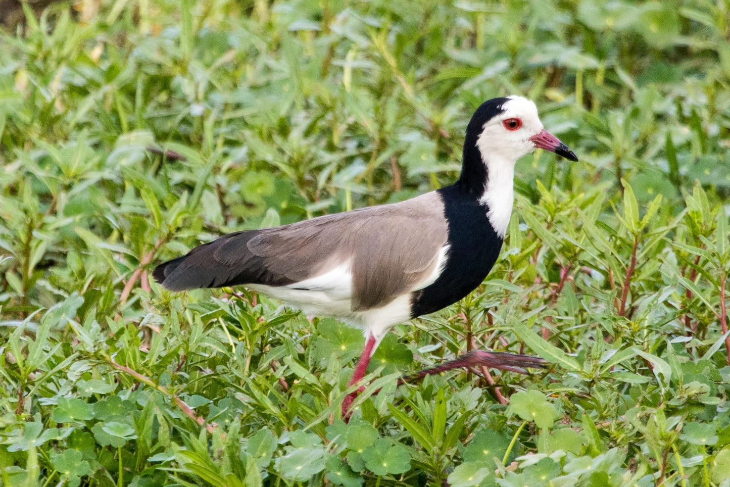 Long Toed Lapwing Bird Glossy Poster Picture Photo Banner Print Booma Prints