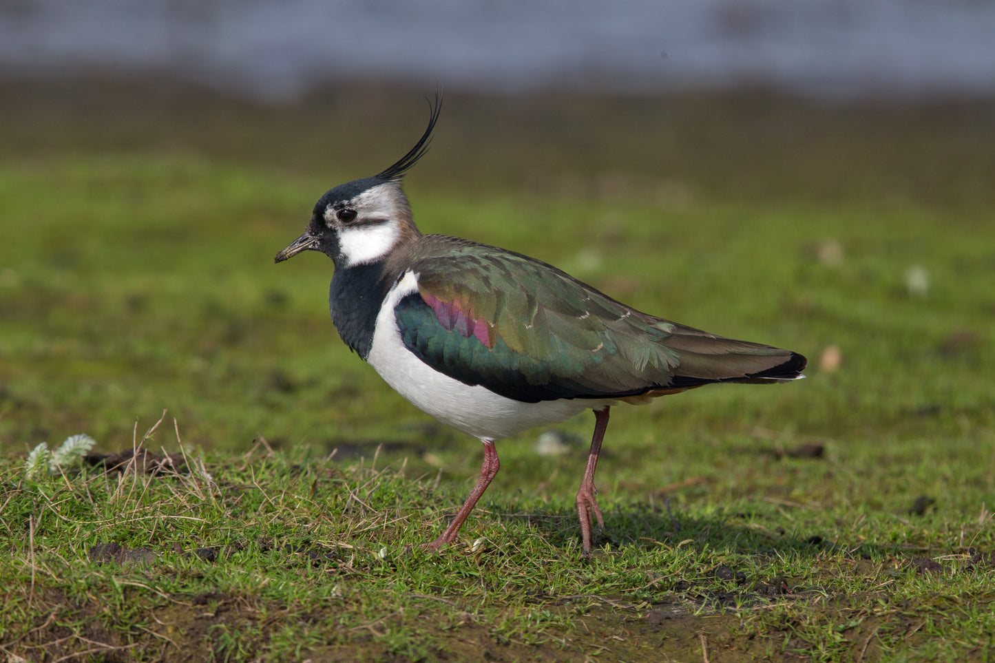 Northern Lapwing Bird Glossy Poster Picture Photo Banner Print Lap Wing Booma Prints