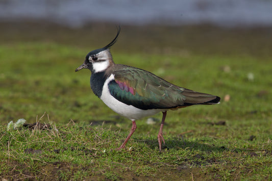 Northern Lapwing Bird Glossy Poster Picture Photo Banner Print Lap Wing Booma Prints