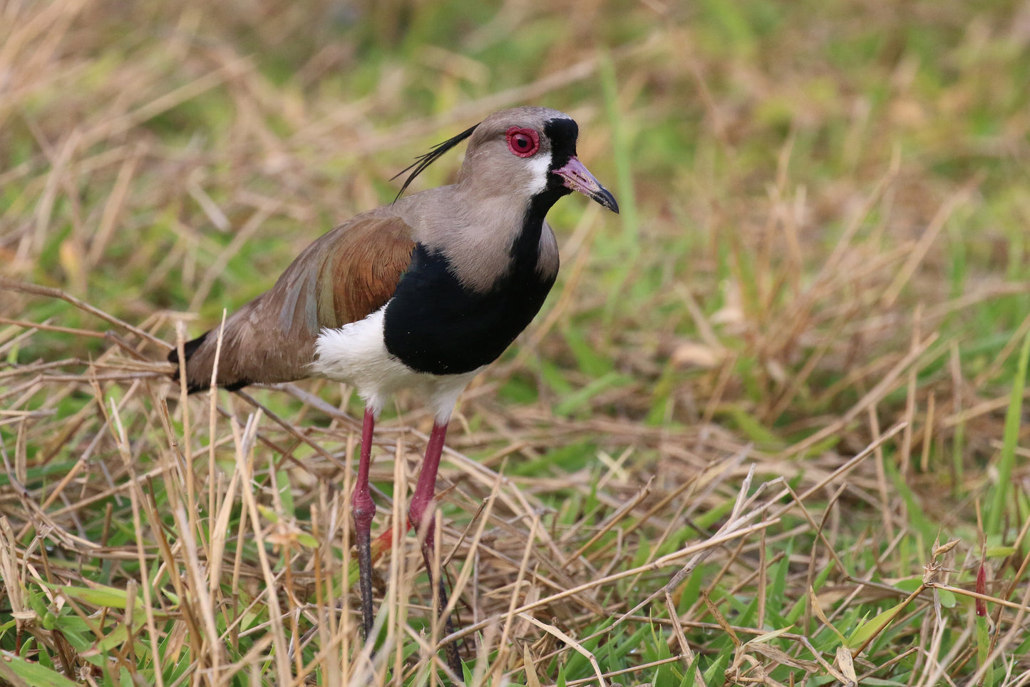 Southern Lapwing Bird Glossy Poster Picture Photo Banner Print Lap Wing Booma Prints