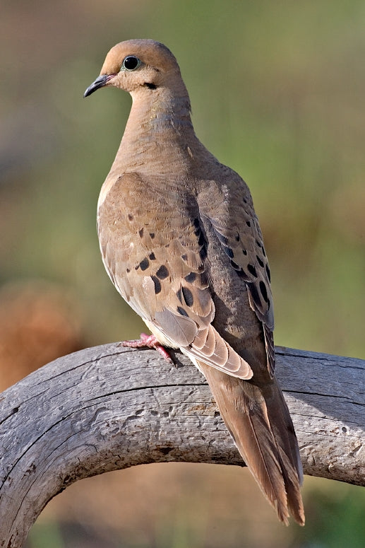 Mourning Dove Bird Glossy Poster Picture Photo Banner Print Morning Dove Booma Prints