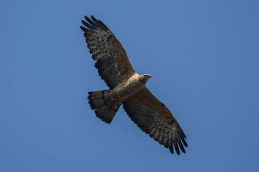 Oriental Honey Buzzard Bird Glossy Poster Picture Photo Banner Print Booma Prints