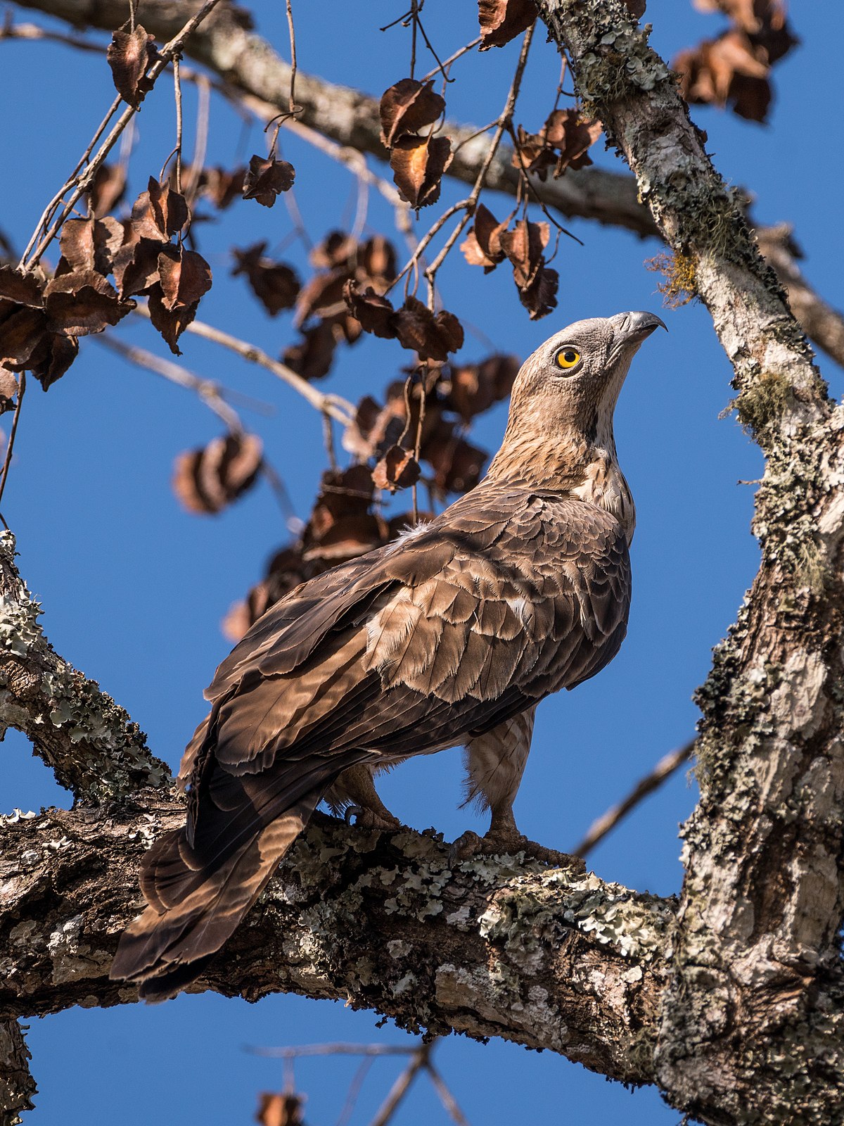 Oriental Honey Buzzard Glossy Poster Picture Photo Banner Print Booma Prints