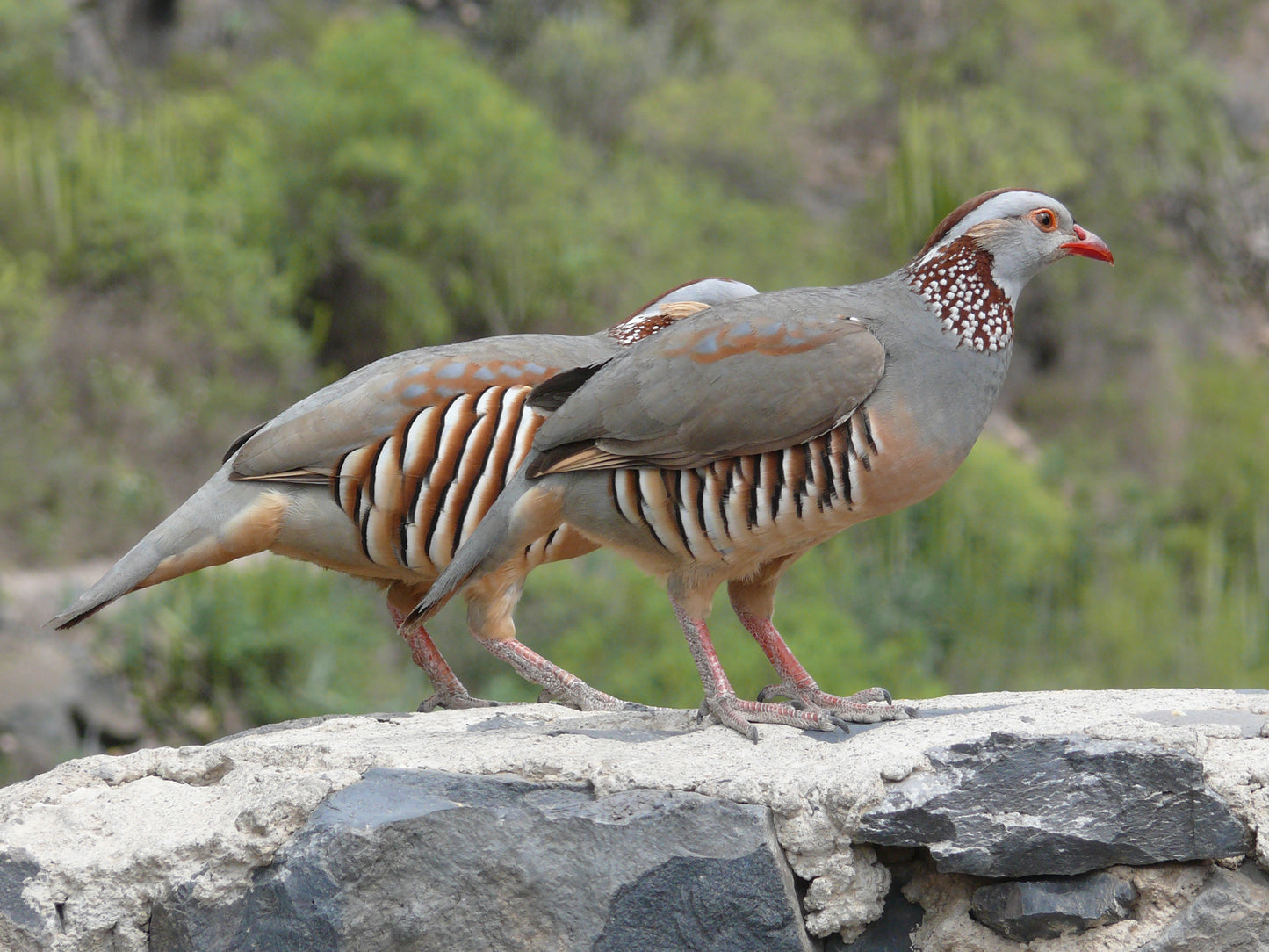 Barbary Partridge Glossy Poster Picture Photo Banner Print Booma Prints