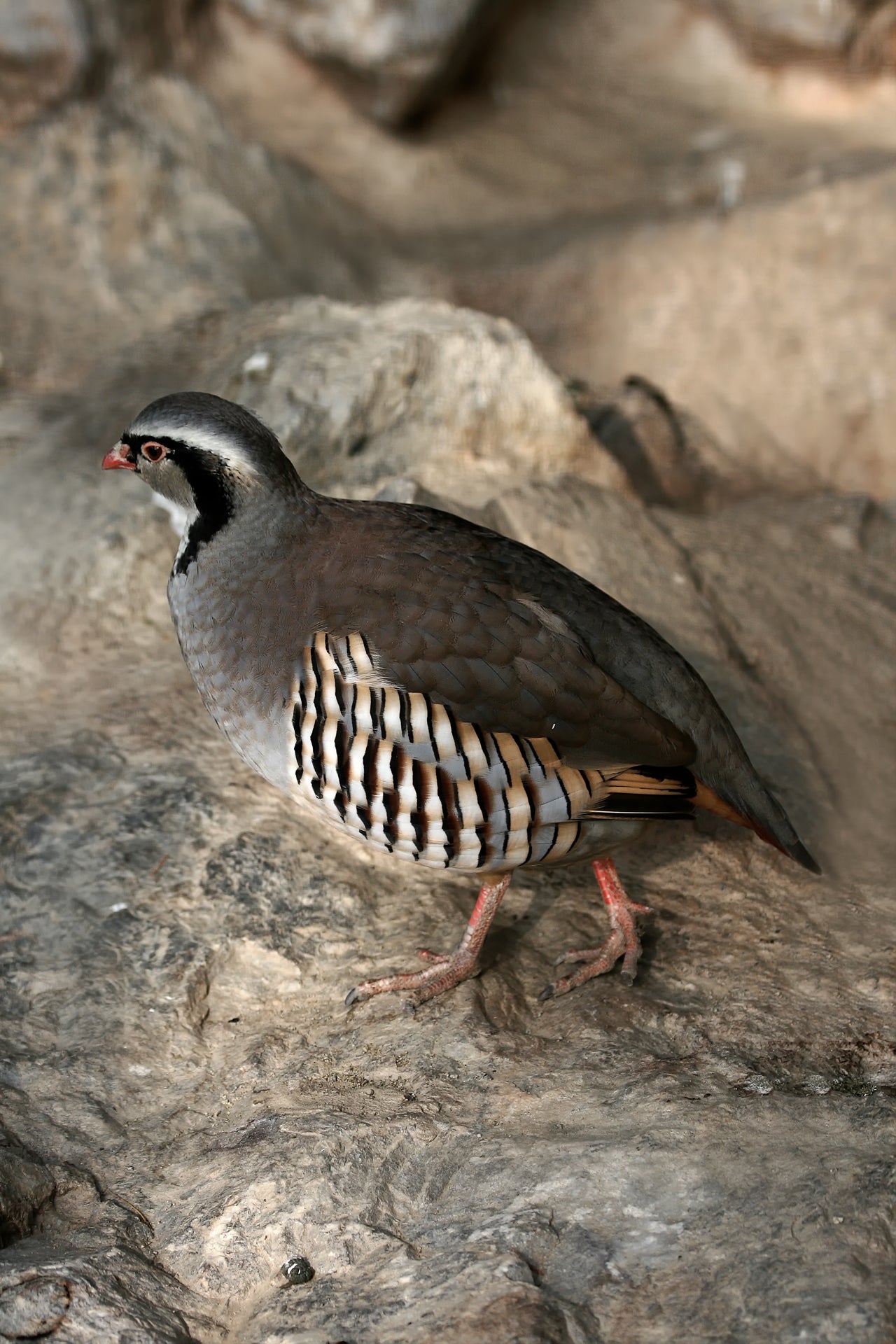 Patridge Rock Bird Glossy Poster Picture Photo Banner Print Booma Prints