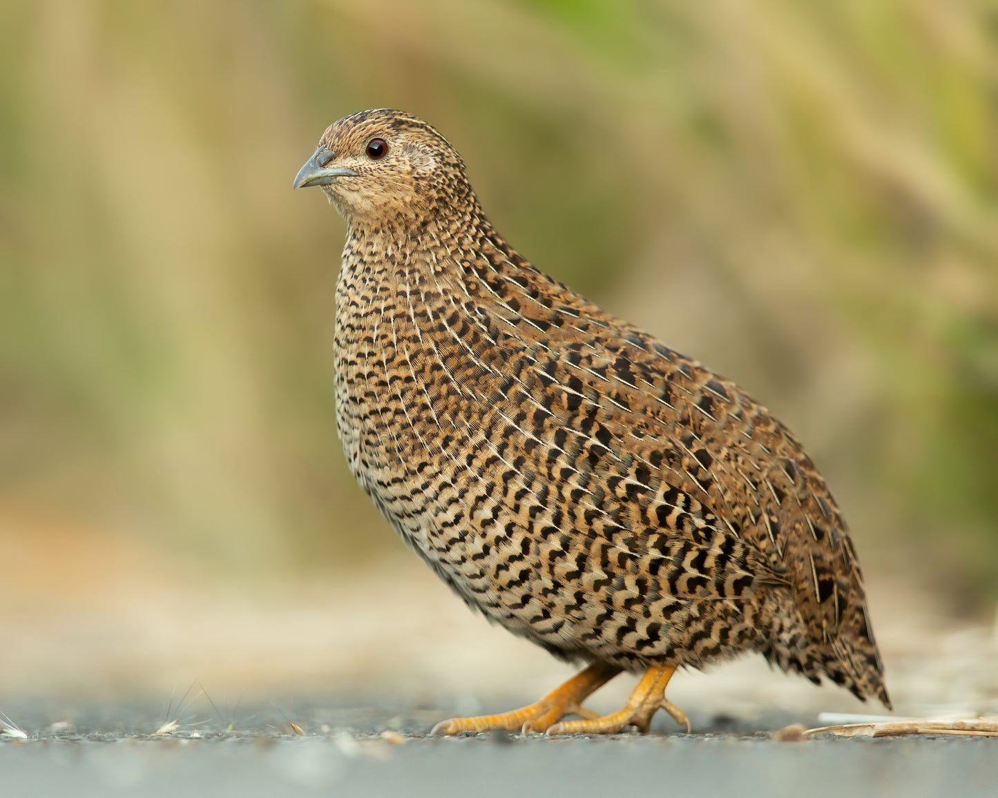 Brown Quail Bird Glossy Poster Picture Photo Banner Print Booma Prints