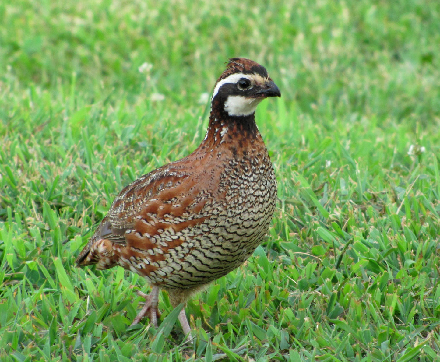 Northern Bob White Quail Bird Glossy Poster Picture Photo Banner Print Booma Prints