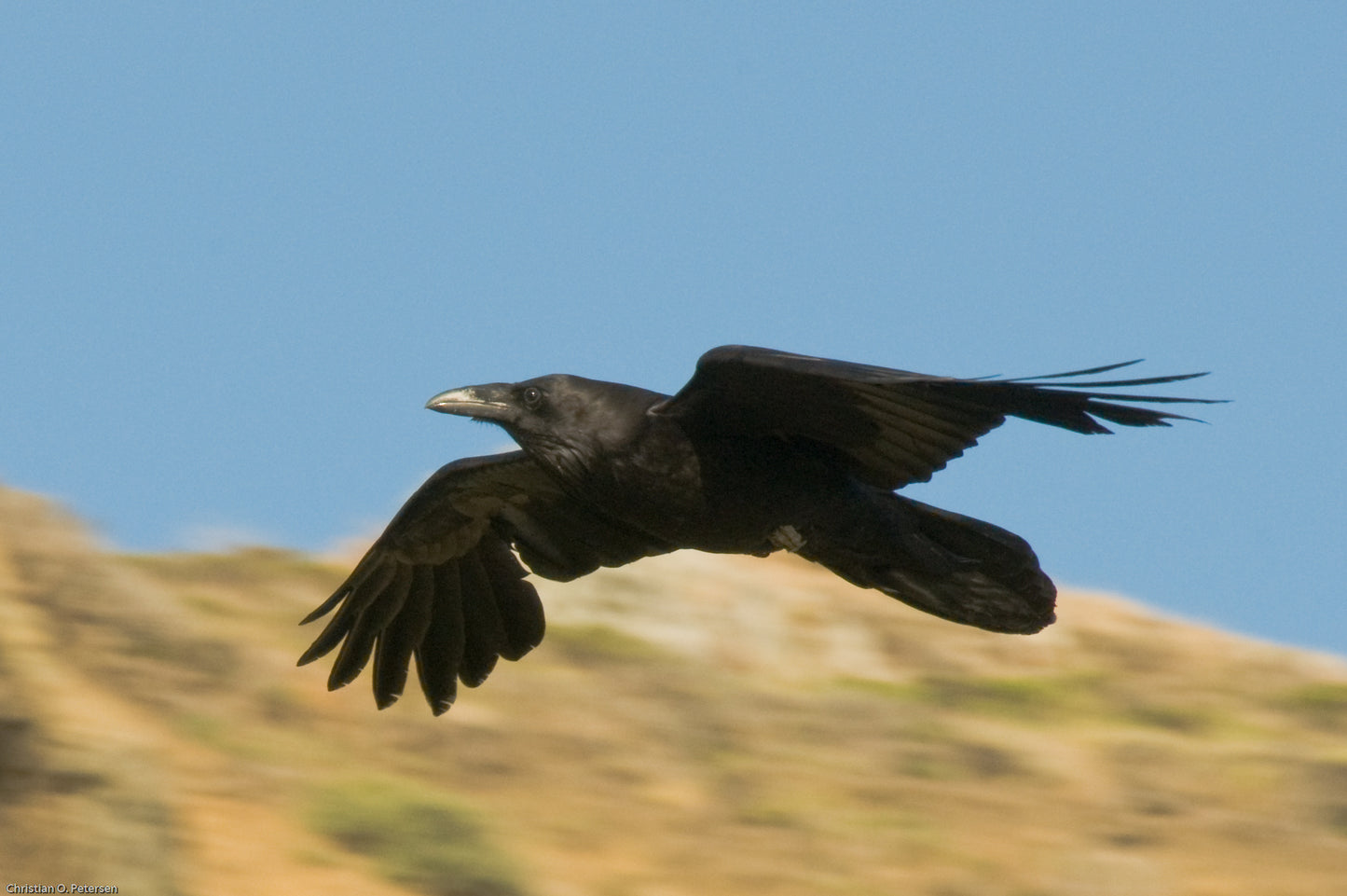 Raven Crow In Flight Bird Glossy Poster Picture Photo Banner Print Booma Prints
