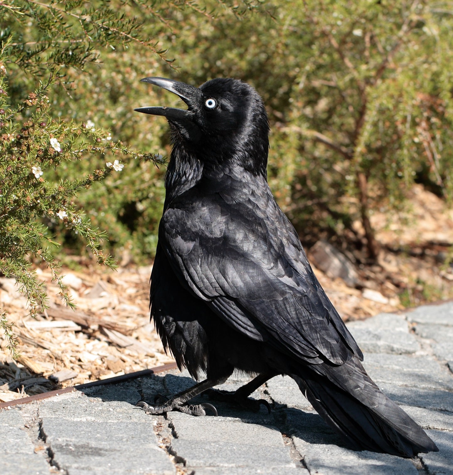 Australian Raven Bird Glossy Poster Picture Photo Banner Print Booma Prints