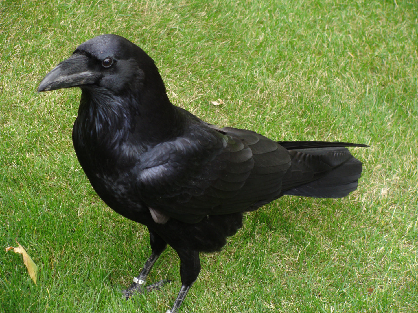 Raven Glossy Poster Picture Photo Banner Print Crow Black Booma Prints