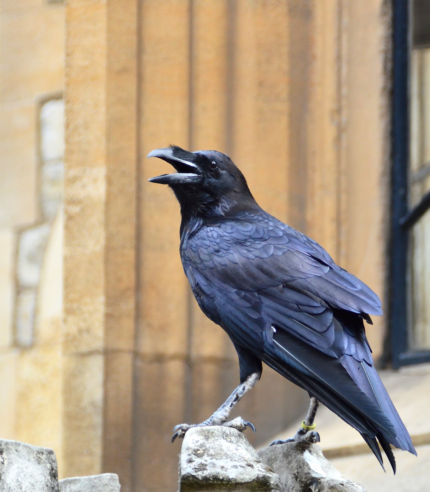 Tower Of London Raven Glossy Poster Picture Photo Banner Print Crow Black Booma Prints
