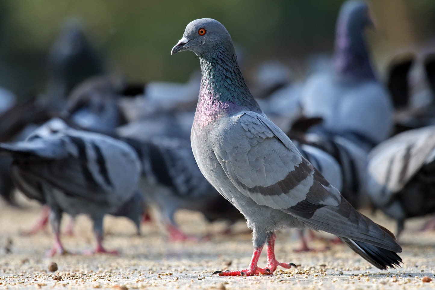 Rock Pigeon Bird Glossy Poster Picture Photo Banner Print Booma Prints
