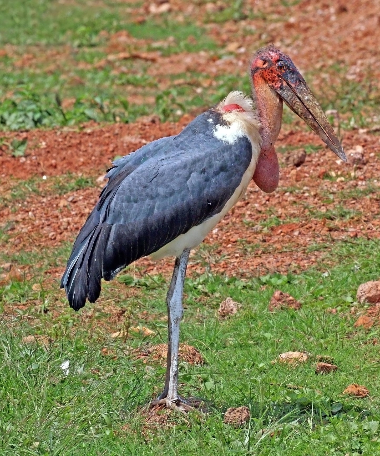 Marabou Stork Bird Glossy Poster Picture Photo Banner Print Booma Prints