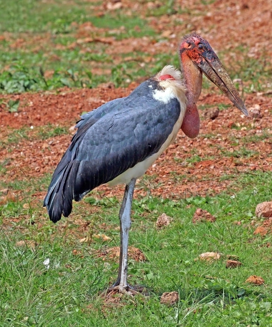 Marabou Stork Bird Glossy Poster Picture Photo Banner Print Booma Prints